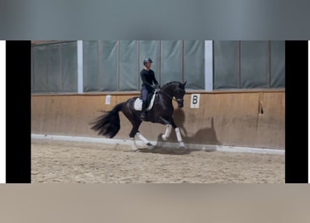 Warmblood suizo, Caballo castrado, 4 años, 173 cm, Negro