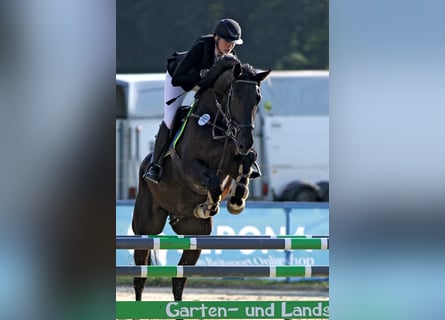 Warmblood suizo, Caballo castrado, 5 años, 176 cm, Negro