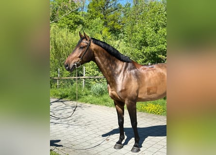 Warmblood suizo, Caballo castrado, 6 años, 170 cm, Castaño
