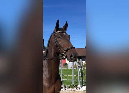 Warmblood suizo, Caballo castrado, 6 años, 180 cm, Castaño oscuro