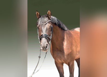 Warmblood suizo, Caballo castrado, 8 años, 169 cm