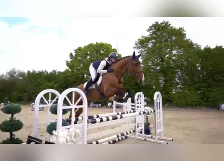 Warmblood suizo, Caballo castrado, 8 años, 172 cm, Castaño