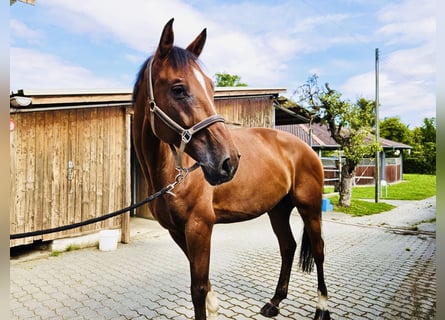 Warmblood suizo, Caballo castrado, 8 años, 175 cm, Castaño