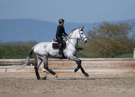 Warmblood suizo, Yegua, 10 años, 186 cm, Tordo
