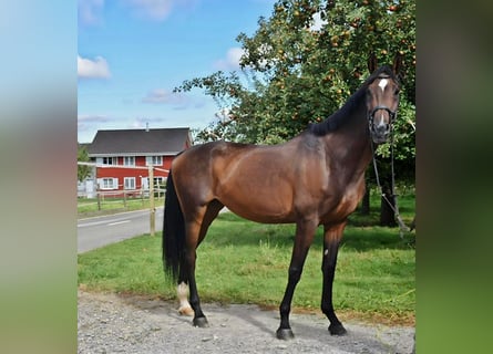 Warmblood suizo Mestizo, Yegua, 14 años, 178 cm, Castaño