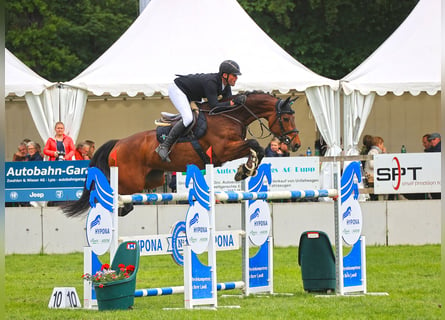 Warmblood suizo, Yegua, 15 años, 168 cm, Castaño