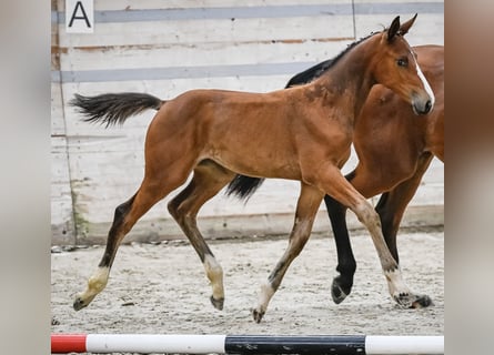 Warmblood suizo, Yegua, 1 año, Castaño