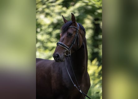 Warmblood suizo, Yegua, 5 años, 160 cm, Castaño oscuro