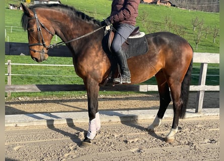 Warmblood suizo, Yegua, 5 años, 170 cm, Castaño