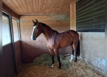 Warmblood suizo, Yegua, 5 años, 170 cm, Castaño oscuro