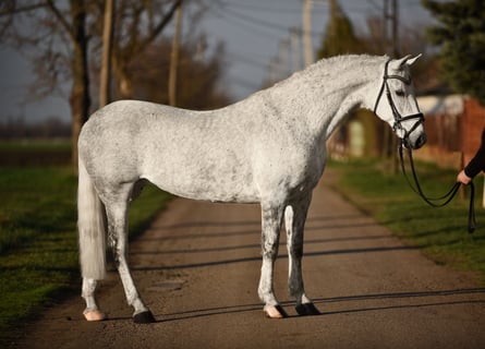 Węgierski koń sportowy, Klacz, 10 lat, 155 cm, Siwa