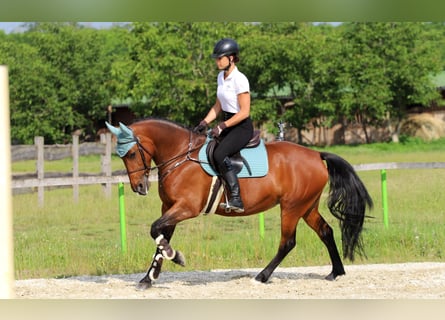 Węgierski koń sportowy Mix, Klacz, 10 lat, 160 cm, Gniada