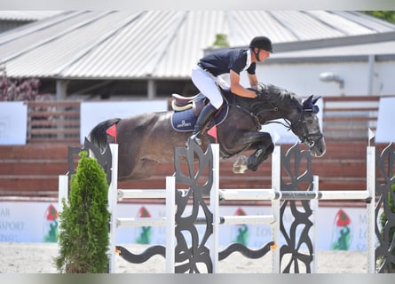 Węgierski koń sportowy, Klacz, 10 lat, 163 cm, Siwa