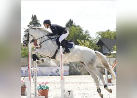 Węgierski koń sportowy, Klacz, 10 lat, 165 cm, Siwa