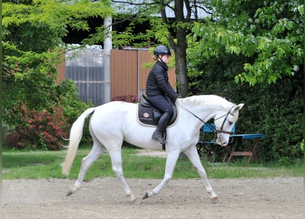 Węgierski koń sportowy, Klacz, 13 lat, 168 cm, Siwa