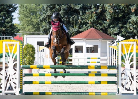 Węgierski koń sportowy, Klacz, 13 lat, 170 cm, Gniada