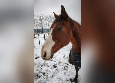Węgierski koń sportowy, Klacz, 15 lat, 166 cm, Gniada