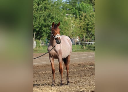 Węgierski koń sportowy, Klacz, 2 lat, 155 cm, Gniadodereszowata