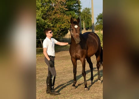 Węgierski koń sportowy, Klacz, 2 lat, 166 cm, Gniada