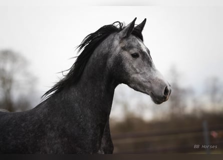 Węgierski koń sportowy, Klacz, 5 lat, 158 cm, Siwa jabłkowita