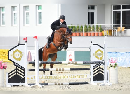 Węgierski koń sportowy, Klacz, 5 lat, 166 cm, Gniada