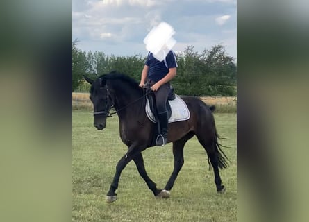Węgierski koń sportowy, Klacz, 6 lat, 160 cm, Ciemnogniada