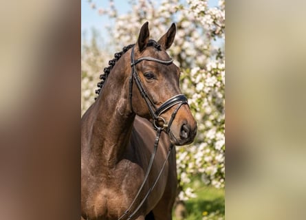 Węgierski koń sportowy, Klacz, 6 lat, 160 cm, Gniada
