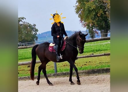 Węgierski koń sportowy, Klacz, 7 lat, 150 cm, Ciemnogniada