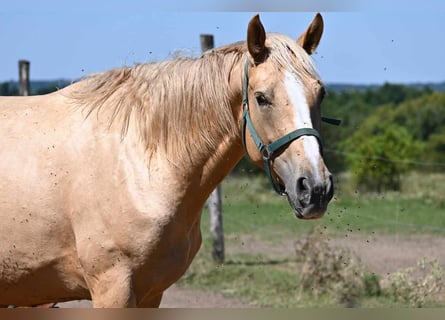 Węgierski koń sportowy, Klacz, 7 lat, 167 cm, Izabelowata