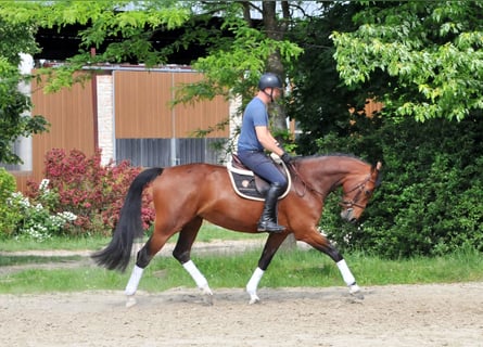 Węgierski koń sportowy, Klacz, 7 lat, 172 cm, Gniada