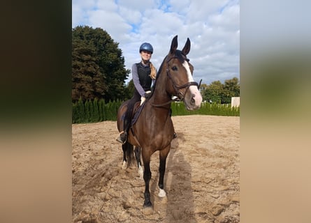 Węgierski koń sportowy, Klacz, 8 lat, 168 cm, Gniada