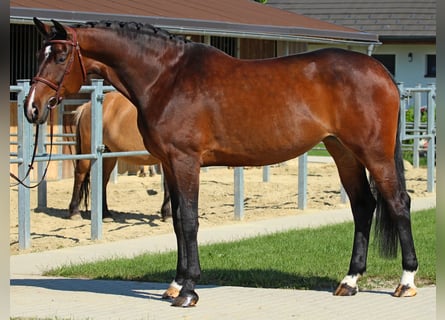 Węgierski koń sportowy, Klacz, 8 lat, 178 cm, Ciemnogniada
