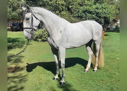 Węgierski koń sportowy, Klacz, 9 lat, 165 cm, Siwa