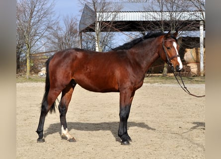 Węgierski koń sportowy, Ogier, 3 lat, 164 cm, Gniada
