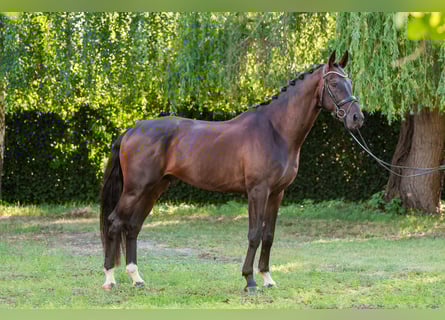 Węgierski koń sportowy, Ogier, 5 lat, 174 cm, Ciemnogniada