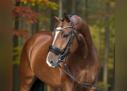 Węgierski koń sportowy, Wałach, 10 lat, 168 cm, Gniada