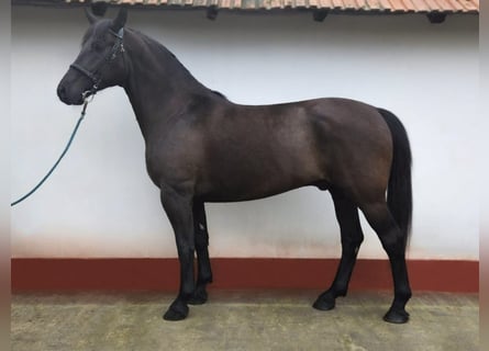 Węgierski koń sportowy, Wałach, 10 lat, 168 cm, Kara