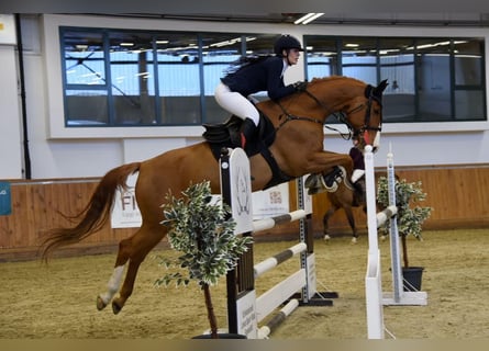 Węgierski koń sportowy, Wałach, 12 lat, 168 cm, Ciemnokasztanowata