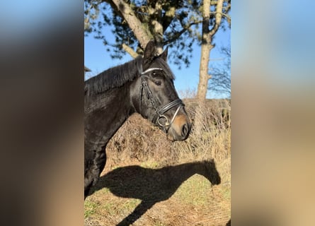 Węgierski koń sportowy, Wałach, 4 lat, 165 cm, Kara