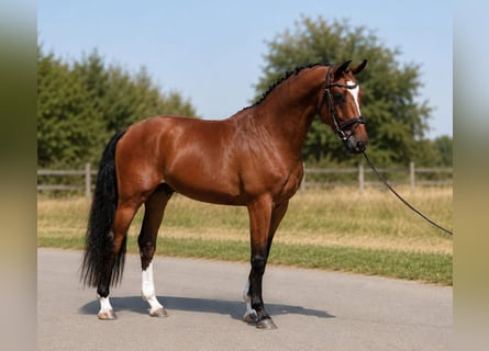 Węgierski koń sportowy, Wałach, 4 lat, 169 cm, Gniada