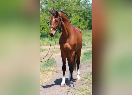 Węgierski koń sportowy, Wałach, 5 lat, 155 cm, Gniada
