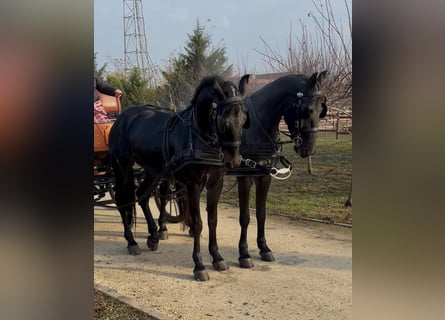 Węgierski koń sportowy, Wałach, 5 lat, 165 cm, Ciemnogniada