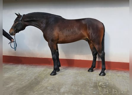 Węgierski koń sportowy Mix, Wałach, 5 lat, 173 cm, Gniada