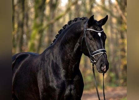 Węgierski koń sportowy, Wałach, 6 lat, 168 cm, Kara