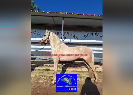 Węgierski koń sportowy, Wałach, 7 lat, 135 cm, Izabelowata