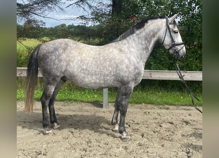Węgierski koń sportowy, Wałach, 7 lat, 142 cm, Siwa
