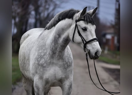 Węgierski koń sportowy, Wałach, 8 lat, 168 cm, Siwa
