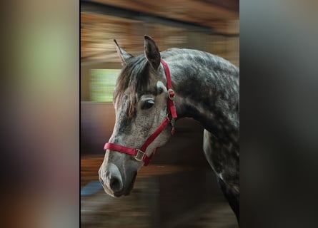 Węgierski koń sportowy Mix, Wałach, 9 lat, 165 cm, Karosiwa