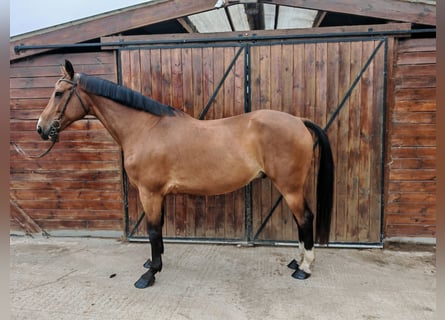 Węgierski koń sportowy, Wałach, 9 lat, 171 cm, Gniada