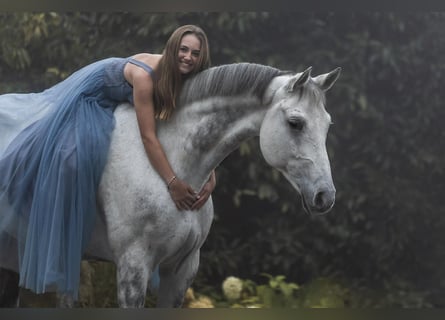 Węgierski koń sportowy, Wałach, 11 lat, 172 cm, Siwa